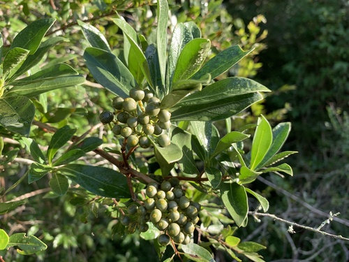 Climbing Butterspoon (Tarenna junodii)