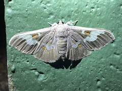 Siga pyronia