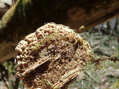 Heterobasidion parviporum