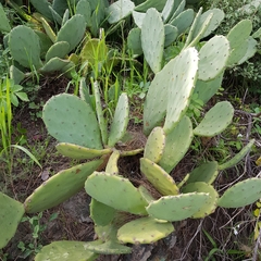 Opuntia anahuacensis