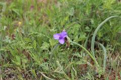 Tradescantia humilis