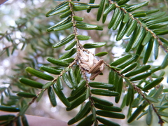 Coleotechnites apicitripunctella