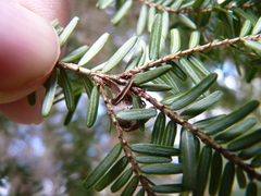 Coleotechnites apicitripunctella