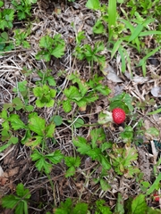 Potentilla indica