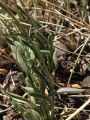 Erigeron flagellaris