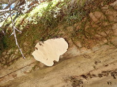 Heterobasidion parviporum