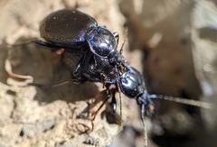 Sphaeroderus stenostomus