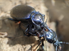 Sphaeroderus stenostomus