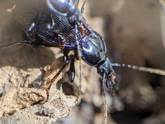 Sphaeroderus stenostomus