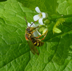 Nomada luteoloides