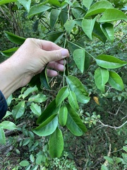 Suregada zanzibariensis