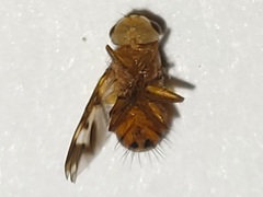 Oestrophasia calva