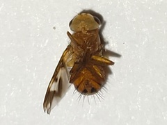 Oestrophasia calva