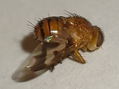 Oestrophasia calva