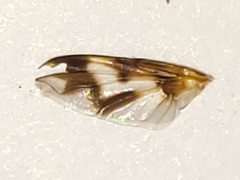 Oestrophasia calva