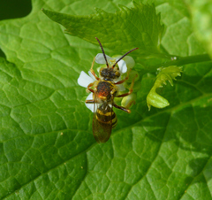 Nomada luteoloides