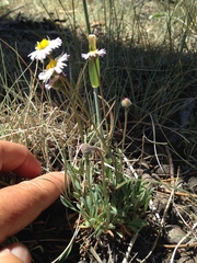 Erigeron flagellaris