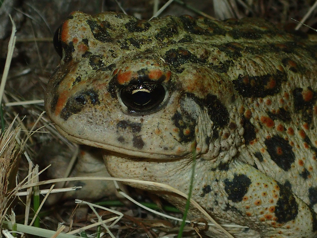Photograph of Anaxyrus boreas