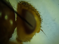 Oestrophasia calva