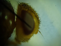 Oestrophasia calva