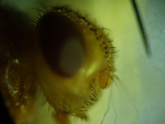 Oestrophasia calva