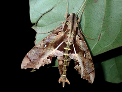 Hemeroplanes ornatus