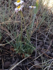 Erigeron flagellaris