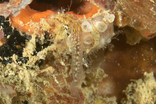 Eviota storthynx observed 2022-04-09