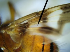 Oestrophasia calva