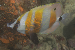 Coradion chrysozonus