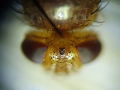 Oestrophasia calva