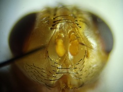 Oestrophasia calva