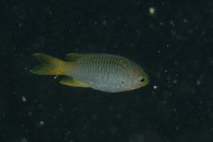 Neopomacentrus nemurus