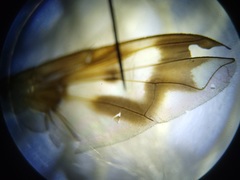 Oestrophasia calva