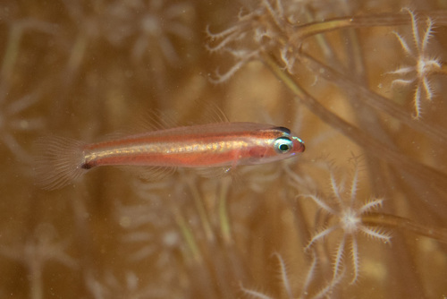 Twostripe pygmy goby (Eviota bifasciata) — Gobiidae — 4