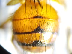 Oestrophasia calva