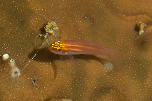 Eviota atriventris observed 2022-04-09