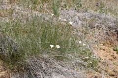 Calystegia longipes