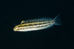 Petroscirtes breviceps