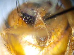 Oestrophasia calva