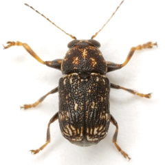 Pachybrachis impurus