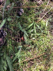 Achillea millefolium