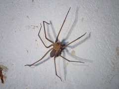 Loxosceles deserta