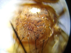 Oestrophasia calva