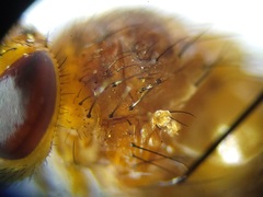Oestrophasia calva