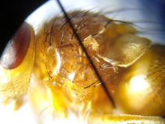 Oestrophasia calva