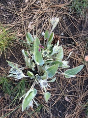 Balsamorhiza sagittata