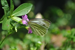 Pieris erutae