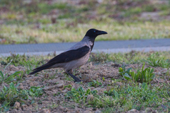 Corvus cornix