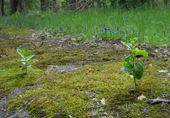 Hylotelephium maximum maximum